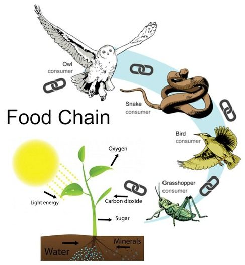 Food Chain - Education in Action